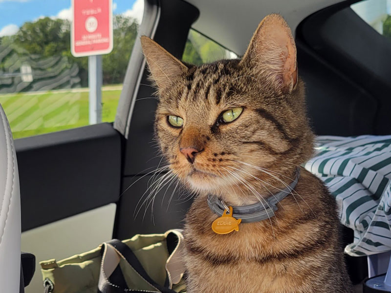 A picture of a brown tiger cat looking out the front windshield from inside a car.