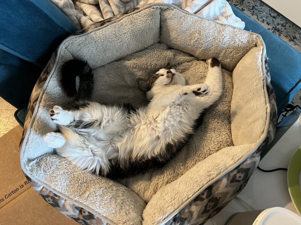 Picture of a cat with a white belly lying belly up in a cat bed.